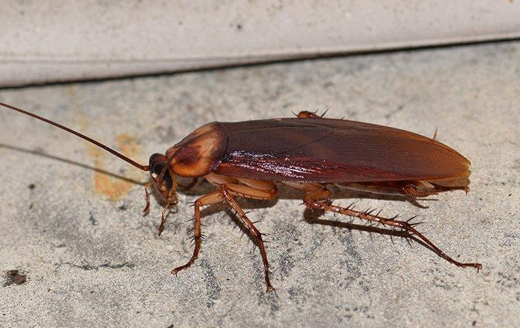 Blog How To Spot Early Warning Signs Of Roaches In Your Bedford Home