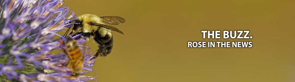 Rose Pest Solution News