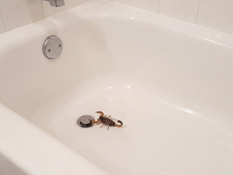 bark scorpion in bathtub