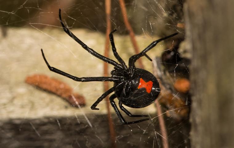 Spider Control In Santa Clarita, CA & Surrounding Areas | Excel Pest  Management