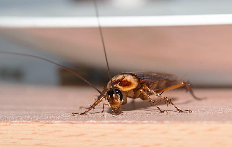 an american cockroach crawling on a kitchen counter