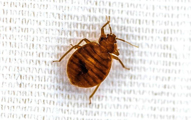 bed bugs close up