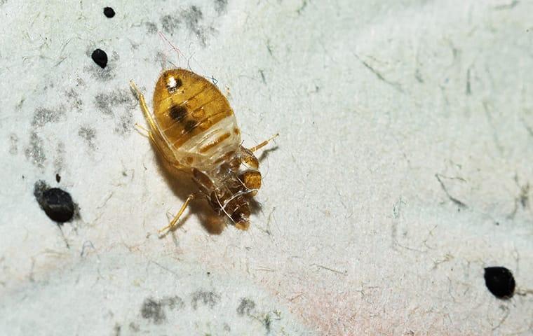 brown spots on sheets not bed bugs