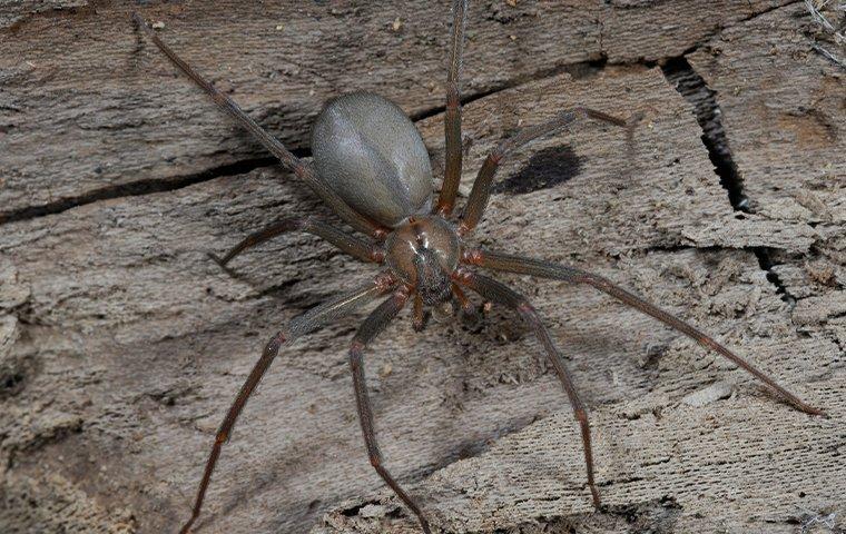 ground spider california