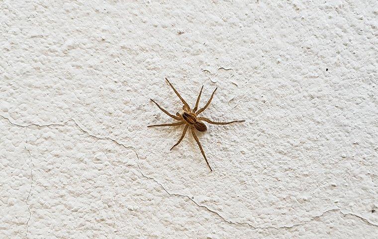 common house spider