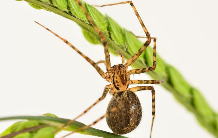 Common House-spider