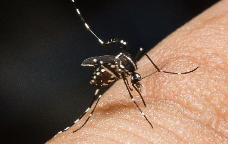 mosquito biting finger