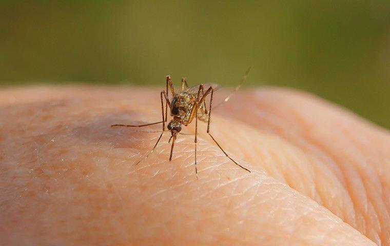 mosquito on hand