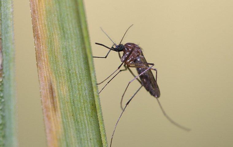 mosquito on blade of grass