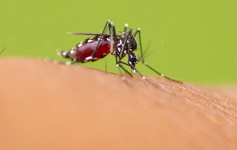 a mosquito biting human skin