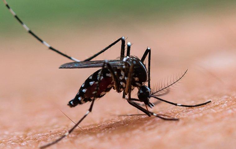 a mosquito biting on human skin