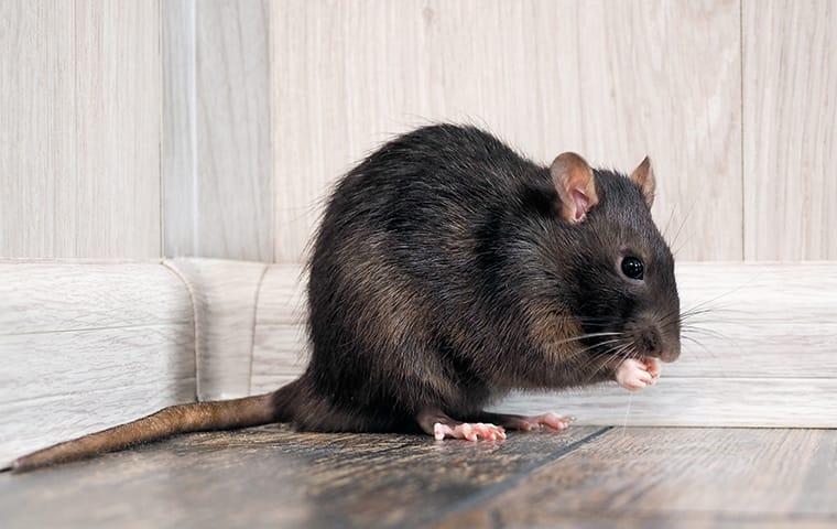 How To Get Rid Of Attic Rats Quick