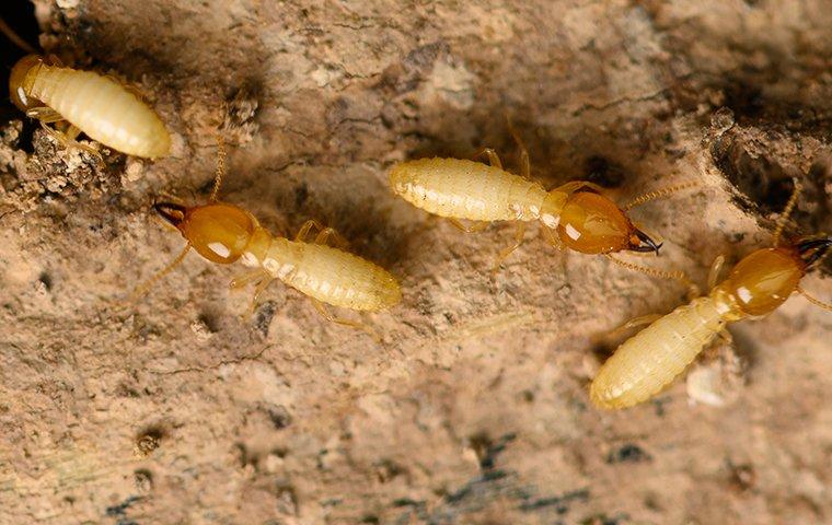 termites on chewed wood