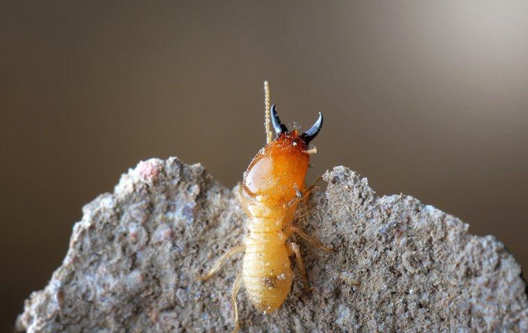 Blog - How Dangerous Are Termites On South Carolina Properties?