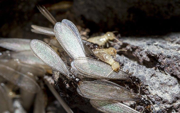 termite swarmers at night