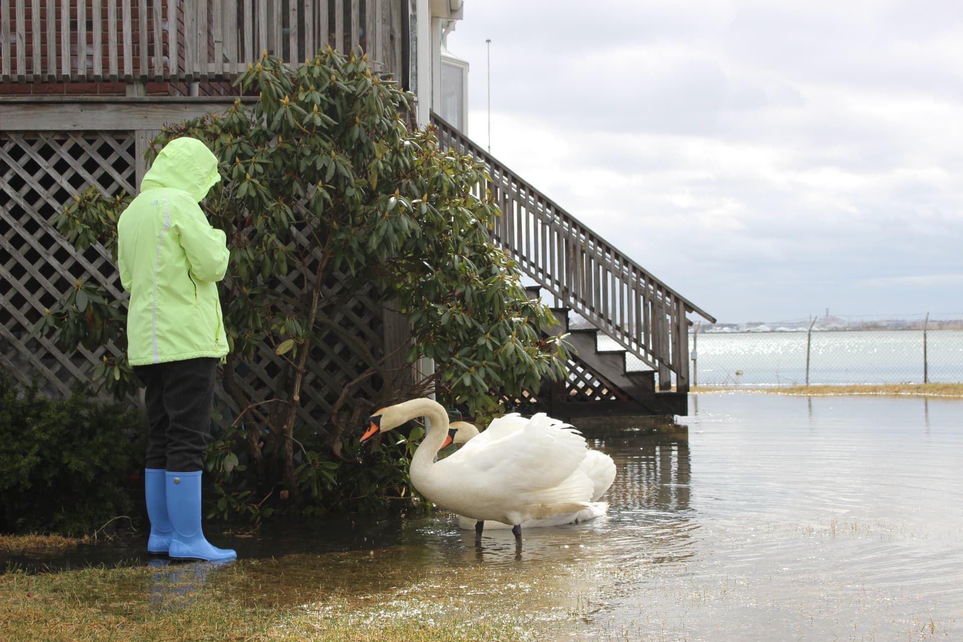Person in a green jacket and a swan