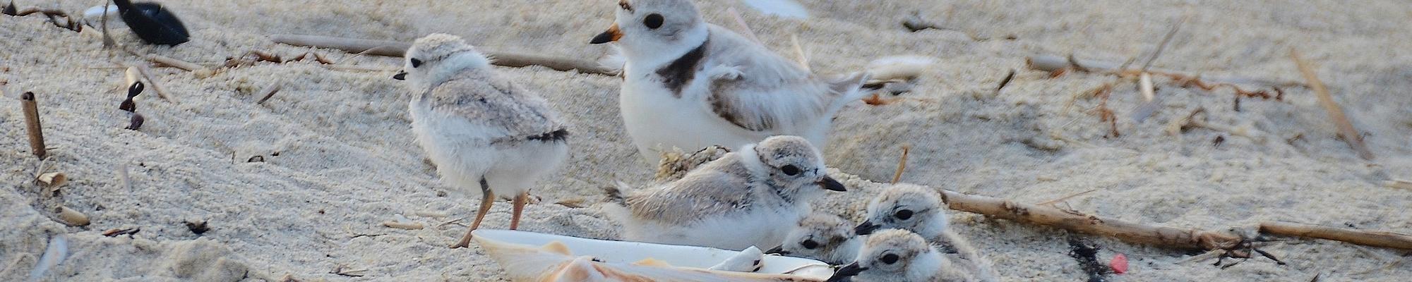 Birds