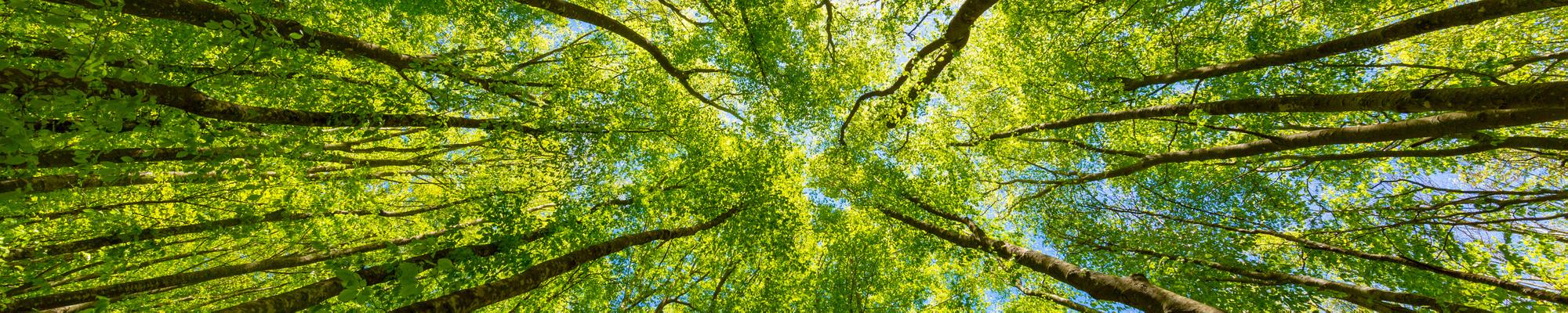 Green Trees