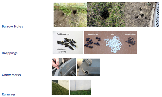 Rodent Activity