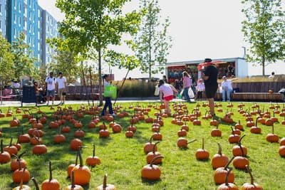 Kids Playing on Field with Pumpkins