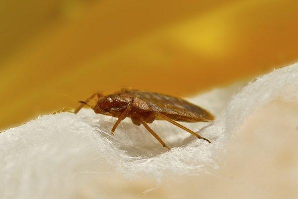 close up of bed bug