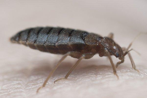 bed bug on skin