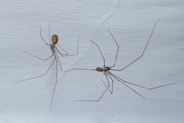 spiders on ceiling