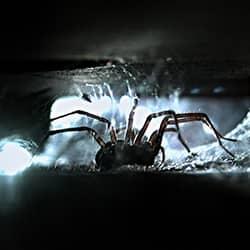 Learn Facts And Tips On How to Deter House Spiders house spider lerking in the dark of a new castle home