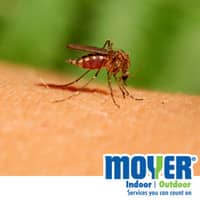 Don't Let The Mosquitoes Bite This Summer, Contact Moyer! Mosquito Biting