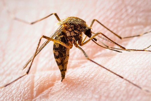mosquito on hand