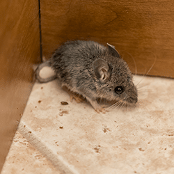 Learn How To Keep Mice Out Of Your West Chester Home mouse found in kitchen