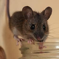 Find Out How You Can Prevent Rodents This Fall mouse on a rim of a cup