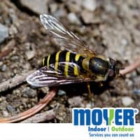 Stinging insects can be a pain during NJ Summers yellow jacket in a souderton yard