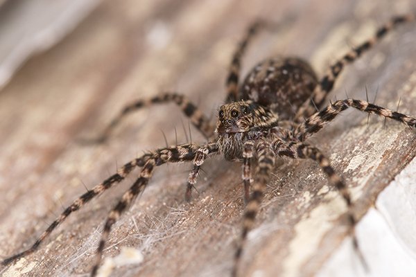 Common Spiders In Pennsylvania | Spider Identification & Prevention