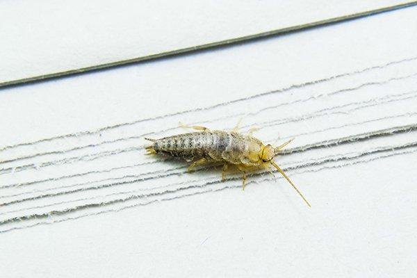 silverfish on a book