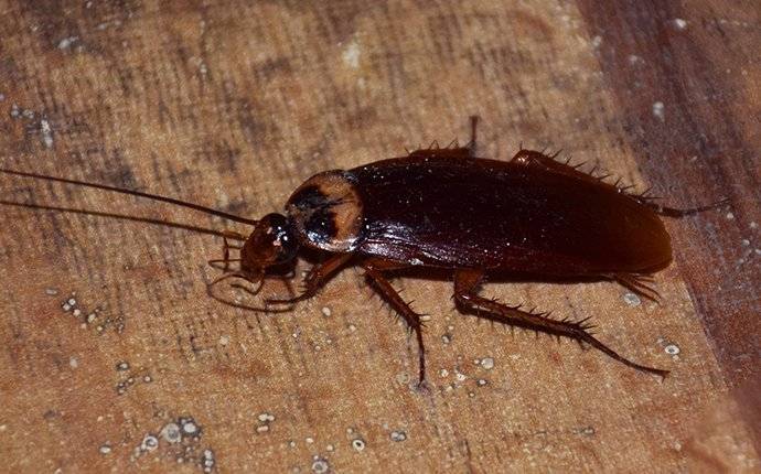 american cockroach