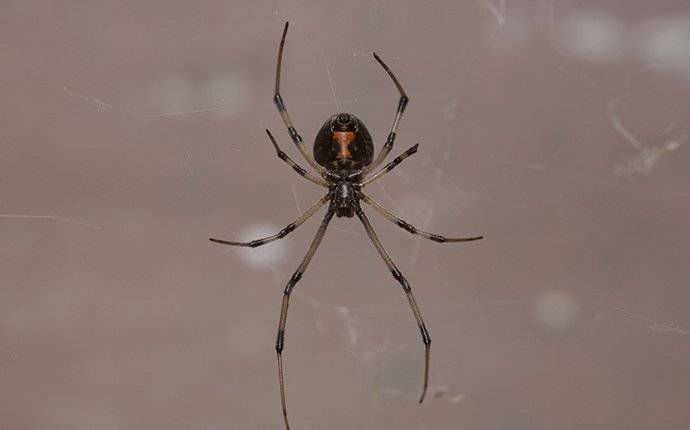 black widow crawling in a kitchen window