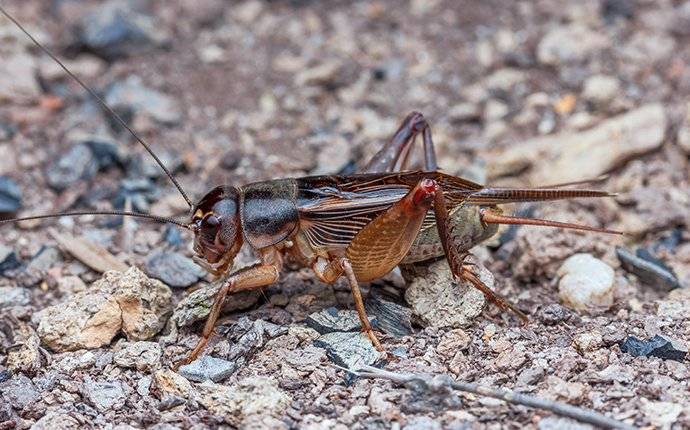 cricket crawling in dirt