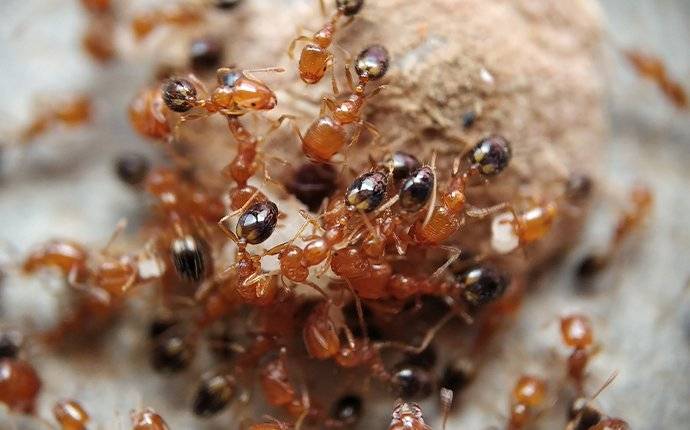 fire ants on food