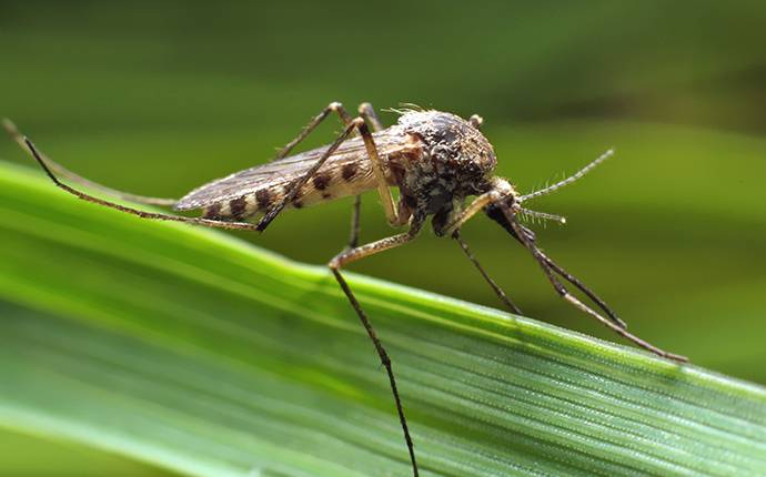 mosquitoes in yard