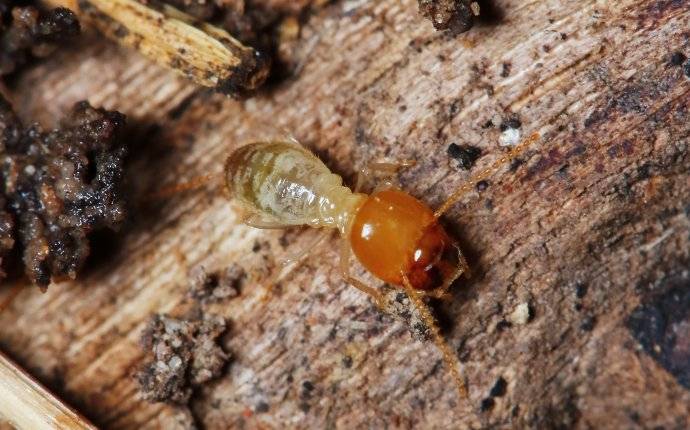 a termite destroying wood in a home