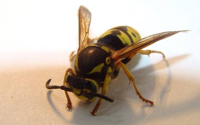 wasp on table