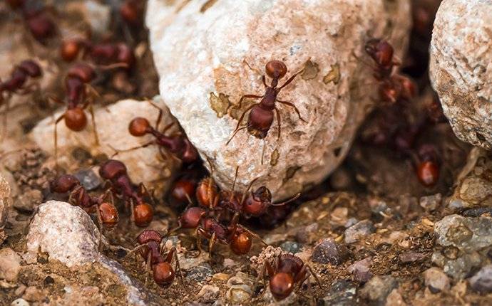 fire ants crawling in landscaping
