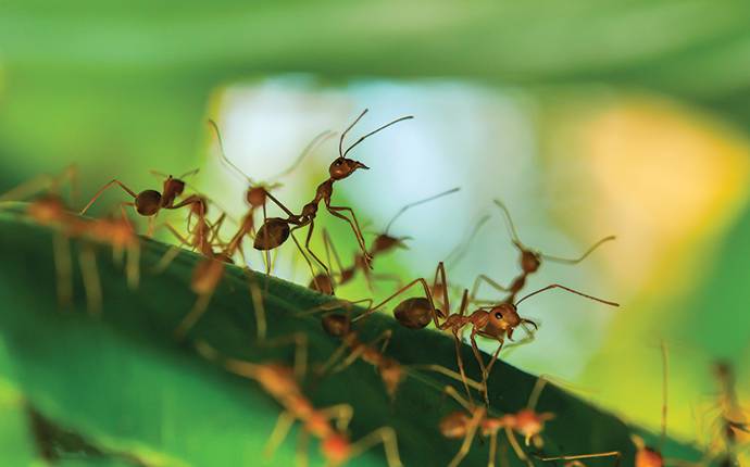 many fire ants on a plant