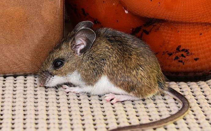 a house mouse eating food in a pantry