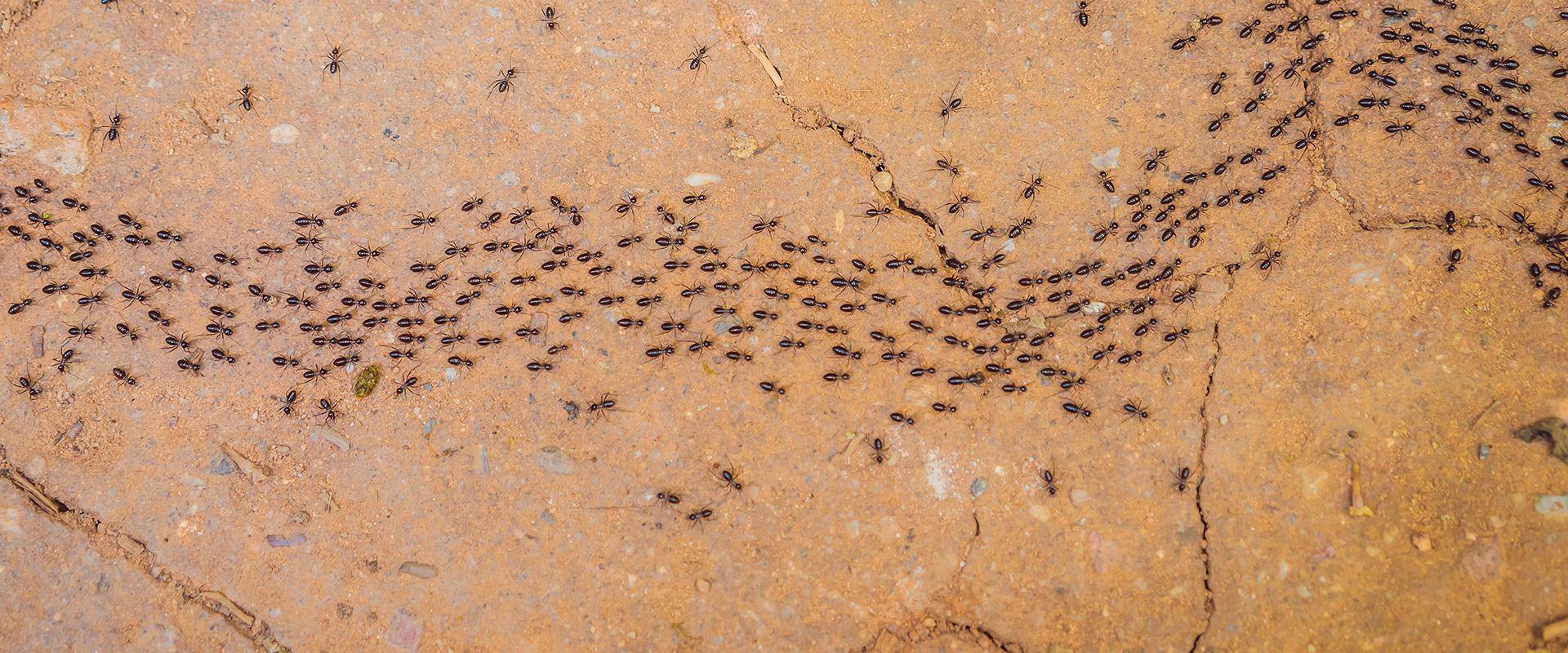 ants marching on dirt