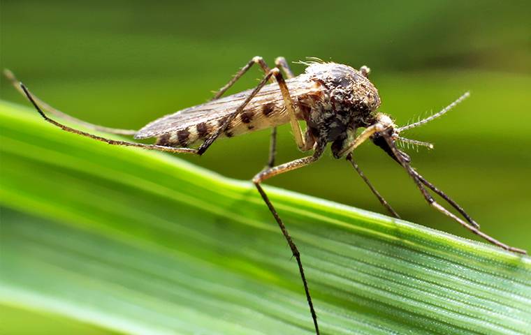 a mosquito on a blade of grass