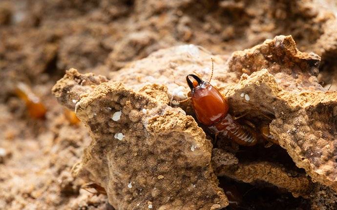 Learn More About Sentricon And Termite Prevention a termite crawling in its nest