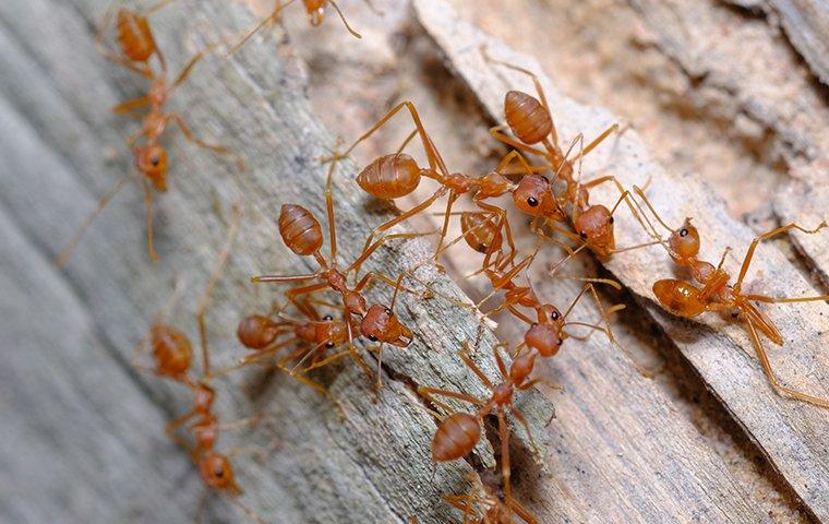 Fire Ants on a deck