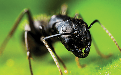 close up image of an ant on a green leaf